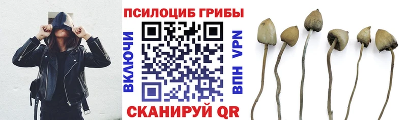 хочу Курчалой Псилоцибиновые грибы Psilocybe